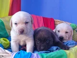 Sevimli Labrador Yavrularımız