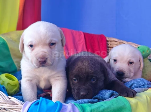 Sevimli Labrador Yavrularımız görsel