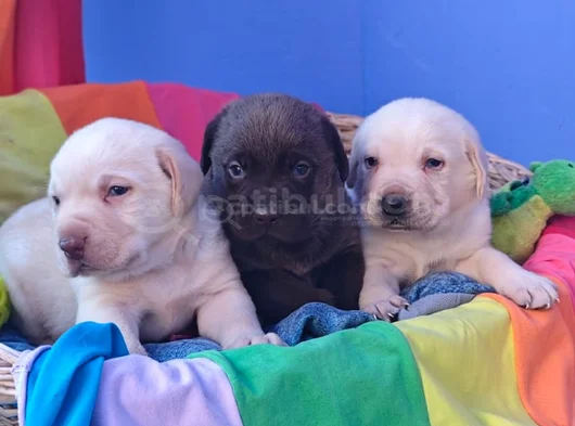 Sevimli Labrador Yavrularımız görsel