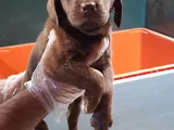 Sevimli Labrador Yavrularımız