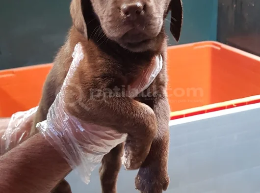 Sevimli Labrador Yavrularımız görsel