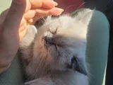 British Shorthair 4 Buçuk Aylık Erkek