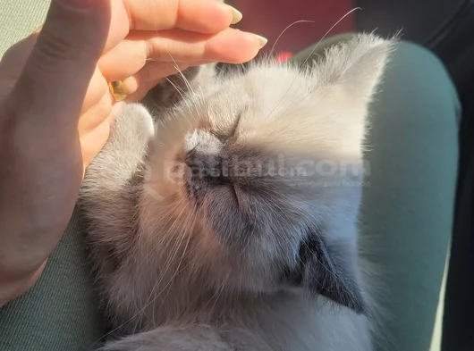 British Shorthair 4 Buçuk Aylık Erkek görsel