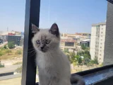 British Shorthair 4 Buçuk Aylık Erkek