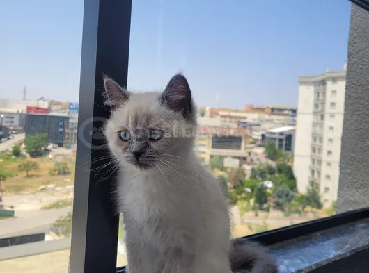 British Shorthair 4 Buçuk Aylık Erkek görsel