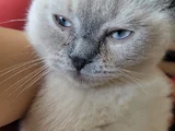 British Shorthair 4 Buçuk Aylık Erkek
