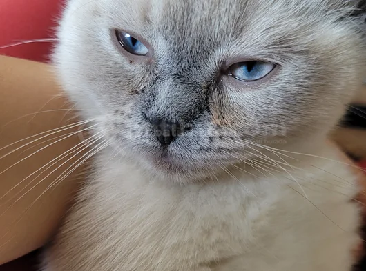 British Shorthair 4 Buçuk Aylık Erkek görsel