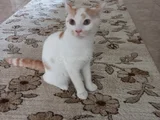 Yavru Kedimizi Sahiplendirmek Istiyoruz