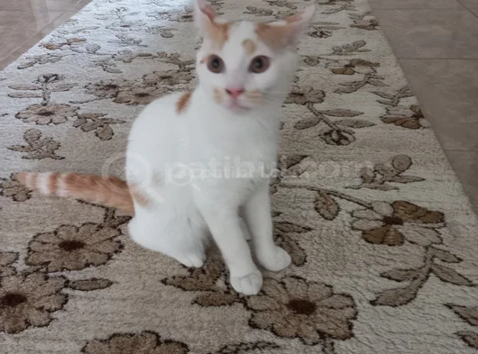 Yavru Kedimizi Sahiplendirmek Istiyoruz görsel