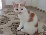 Yavru Kedimizi Sahiplendirmek Istiyoruz