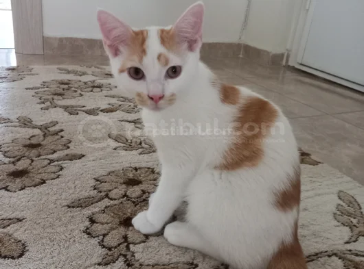 Yavru Kedimizi Sahiplendirmek Istiyoruz görsel