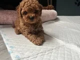 Mi̇ni̇k Güzeller Güzeli̇ Poodle Bebekleri̇m