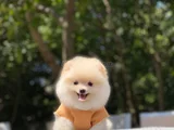 Üst Düzey Pomerani̇an Boo Yavrular