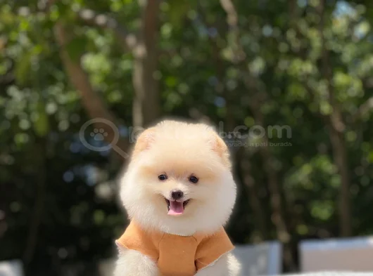 Üst Düzey Pomerani̇an Boo Yavrular görsel