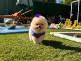 Üst Düzey Pomerani̇an Boo Yavrular