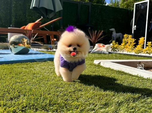 Üst Düzey Pomerani̇an Boo Yavrular görsel