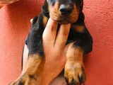 Bi̇blo Gi̇bi̇ Doberman Yavrular Mevcut
