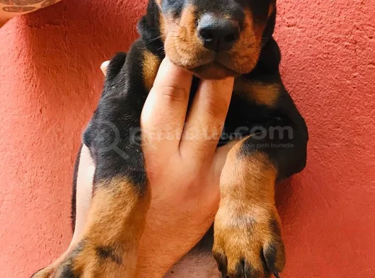 Bi̇blo Gi̇bi̇ Doberman Yavrular Mevcut görsel
