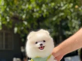 Üst Düzey Pomerani̇an Boo Yavrular