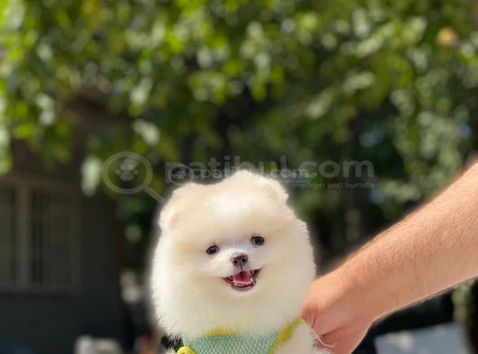 Üst Düzey Pomerani̇an Boo Yavrular görsel
