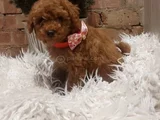 Mi̇ni̇k Güzeller Güzeli̇ Poodle Bebekleri̇m