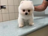 Üst Düzey Pomerani̇an Boo Yavrular