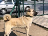 DEV ANADOLU ÇOBAN KÖPEĞİ YAVRULAR HAZIR