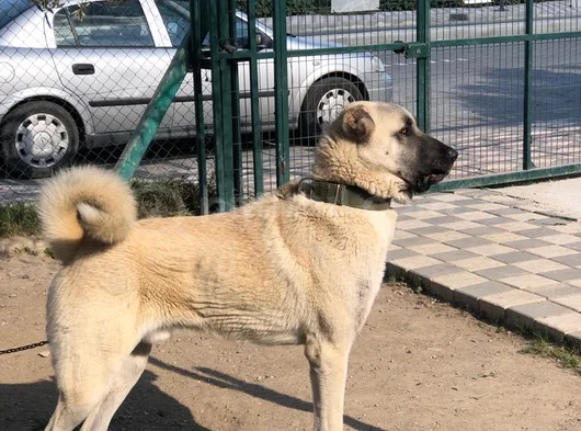 Dev Anadolu Çoban Köpeği̇ Yavrular Hazir