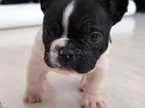 French Bulldog Yavrular Hazir