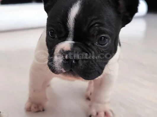 French Bulldog Yavrular Hazir görsel