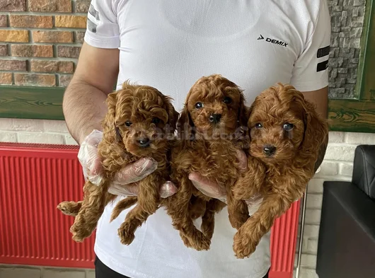 Yeni̇ Gelen  Orji̇nal Toy Poodle Yavrularimiz Güncel Ankara görsel