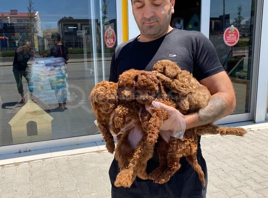 Yeni̇ Gelen  Orji̇nal Toy Poodle Yavrularimiz Güncel Ankara görsel