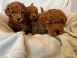 MİNİK GÜZELLER GÜZELİ POODLE BEBEKLERİM