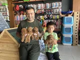 Yeni̇ Gelen  Orji̇nal Toy Poodle Yavrularimiz Güncel Ankara