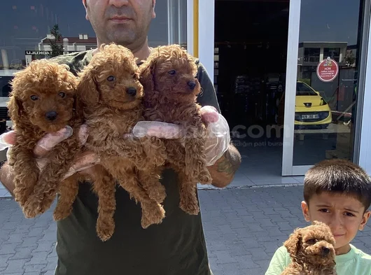 Yeni̇ Gelen  Orji̇nal Toy Poodle Yavrularimiz Güncel Ankara