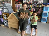 Yeni̇ Gelen  Orji̇nal Toy Poodle Yavrularimiz Güncel Ankara