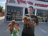 Yeni̇ Gelen  Orji̇nal Toy Poodle Yavrularimiz Güncel Ankara