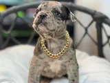 French Bulldog Yavrular Hazir