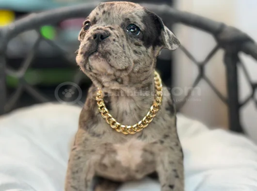 French Bulldog Yavrular Hazir görsel