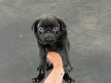 Gül Kuyruk Hamburger Surat Pug Mops Yavrular