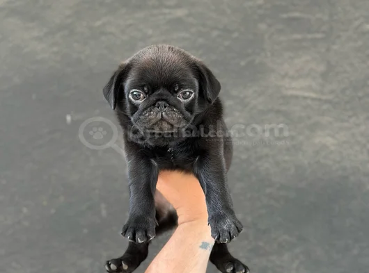 Gül Kuyruk Hamburger Surat Pug Mops Yavrular görsel
