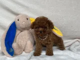 Teacup İki̇ Karma Aşili Toy Poodle
