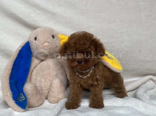 Teacup İki̇ Karma Aşili Toy Poodle görsel