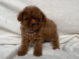 TEACUP İKİ KARMA AŞILI TOY POODLE