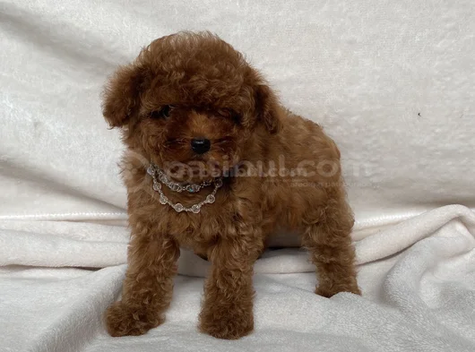 Teacup İki̇ Karma Aşili Toy Poodle