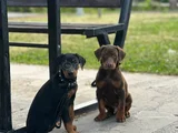 Bi̇blo Gi̇bi̇ Doberman Yavrular Mevcut