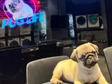 GÜL KUYRUK HAMBURGER SURAT PUG MOPS YAVRULAR