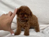 Teacup İki̇ Karma Aşili Toy Poodle