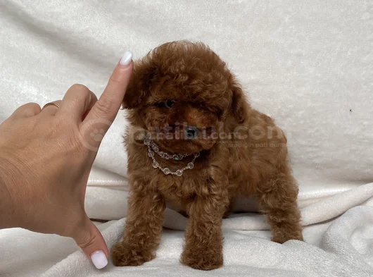 Teacup İki̇ Karma Aşili Toy Poodle görsel