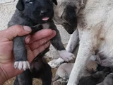 Orjinal Sivas Kangal Yavruları
